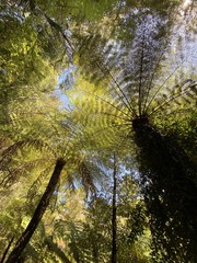 Poster - Palmiers fougères du parc Abel Tasman, Nouvelle Zélande