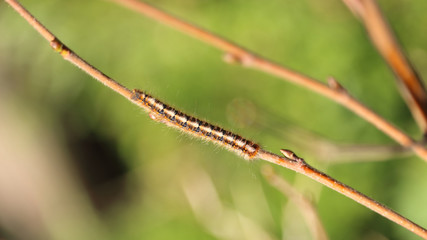 Sticker - Closeup shot of caterpillar on a branch