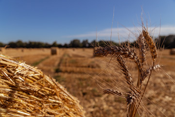 ears of wheat on a background of agricultural field with bales of straw