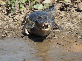 Wall Mural - Crocodile by the pond captured during the daytime