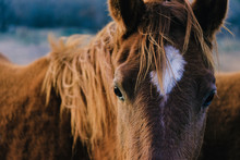 Portrait Of A Horse Close Up During Winter