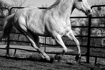  Horse lunging in black and white close up in round pen, action shot.