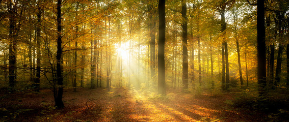 Beautiful morning in misty autumn forest