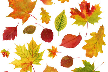 Wall Mural - autumn background with falling leaves on a white background.
