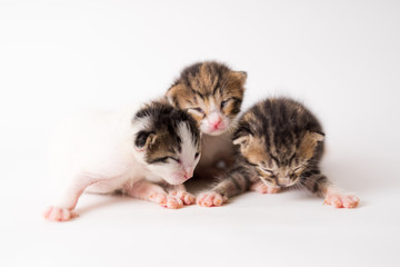 Sticker - Beautiful shot of three newborn, half-asleep kittens on white background