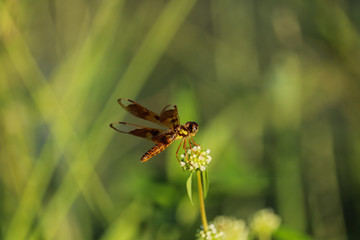 Canvas Print - Selective focus shot of a dragonfly on a small white flower