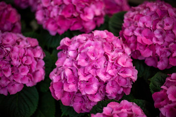 Wall Mural - shallow focus closeup shot of purple hydrangea flowers in a garden