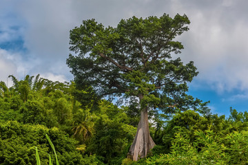 A view of a silk-cotton tree in the jungle of Grenada