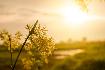 Wall Mural - wild meadow flowers on morning sunlight background. rainy field background