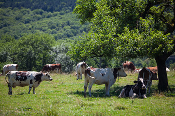 Poster - Herd of cows producing milk for Gruyere cheese in France in the spring