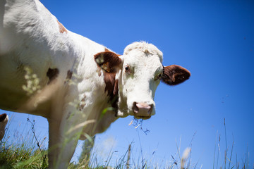 Sticker - Herd of cows producing milk for Gruyere cheese in France in the spring