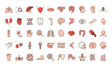 Human Body Anatomy Organs Health Liver Eye Brain Mouth Bone Skull Icons Collection Line And Fill