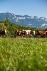 Sticker - Herd of cows producing milk for Gruyere cheese in France in the spring