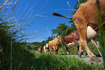 Sticker - Herd of cows producing milk for Gruyere cheese in France in the spring