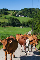 Poster - Herd of cows producing milk for Gruyere cheese in France in the spring