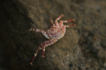 Sticker - Closeup shot of a crab with red and white stripes