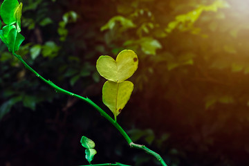 Wall Mural - Kaffir lime leaves with heart shape naturesun flare at the background