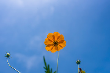 Wall Mural - Close up Blue Backdrop of the beautiful Orange Cosmos flower bright Sunny day in blue sky and garden background, The best view.