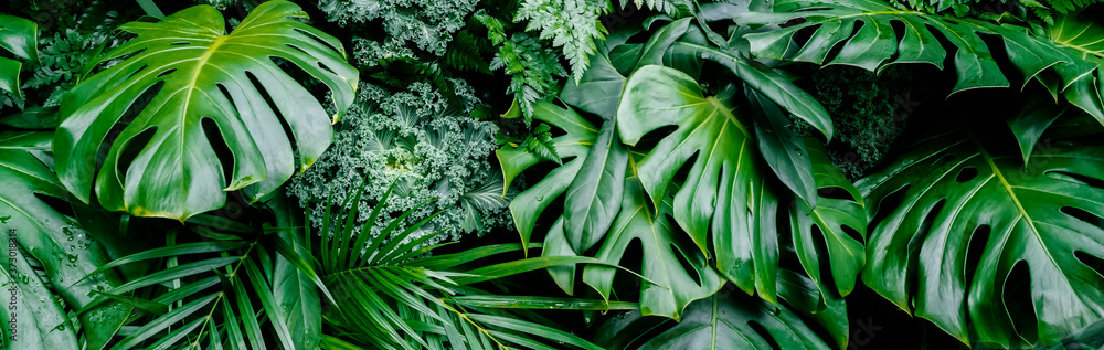 Tropical jungle green leaves background, fern, palm and Monstera Deliciosa leaf on wall with dark green, nature floral forest plant pattern concept background - obrazy, fototapety, plakaty 