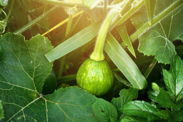 green young of the pumpkin on vine. it is green and has the sun light on top.green pumpkin growing o