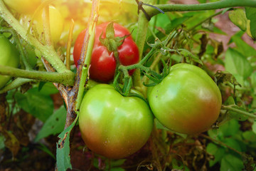 Wall Mural - DSC_0870_macro photography of red tomatoes plant on a garden. grow in sun light, organic healthy vegetables.