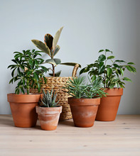 Green House Plants In Terracotta Pots, Ficus Elastica Tineke In Wicker Basket On Wooden Desk And White Wall 