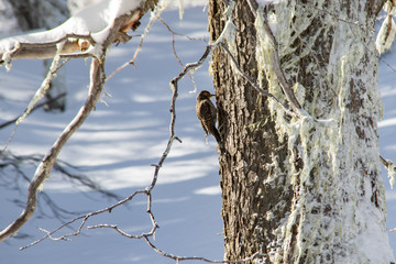 Poster - Bird sitting on a frozen tree in the winter