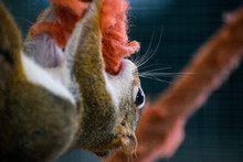 Closeup Shot Of A Brown Fox Squirrel Eating A Piece Of Red Wool