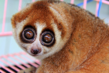 Take a closer look at the exotic animal slow loris (Nycticebus) that was rescued in Pekanbaru, Riau, Indonesia.