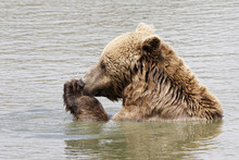 Close-up Shot Of A Grizzly Bear Swimming In A Lake