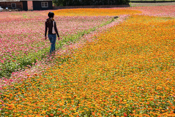 Poster - woman walking at the colorful cosmo flowers farm