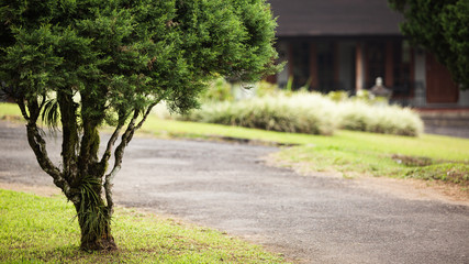 Сlose-up of a coniferous tree branch.