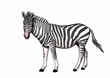 zebra illustration isolated on white background