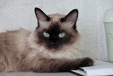 Fototapeta Koty - portrait of a cat