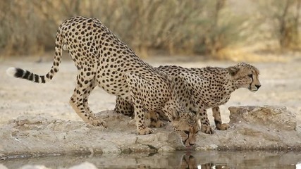 Wall Mural - Two alert cheetahs (Acinonyx jubatus) drinking at a waterhole, Kalahari desert, South Africa