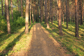 Fototapeta droga ścieżka drzewa