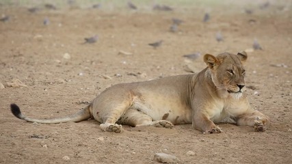Wall Mural - lioness (panthera leo) relaxing with turtle doves in vicinity, kalahari desert, south africa