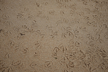 Wall Mural - Horizontal shot of ootprints of bird in a beach sand