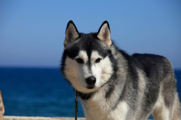 portrait mammal race dog purebred husky by the sea