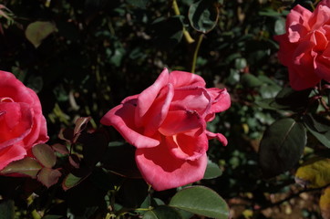 Light Pink Flower of Rose 'Catherine Deneuve' in Full Bloom
