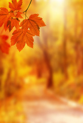Background of brown leaves in the park, autumn season. Background natural plants landscape.