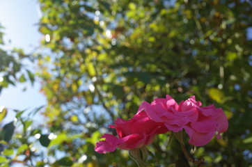 Pink Flower of Rose 'CI. Roseurara' in Full Bloom
