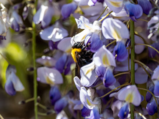 Sticker - Selective focus shot of a Japanese carpenter bee collecting pollen on a purple flower