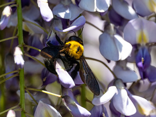 Sticker - Selective focus shot of a Japanese carpenter bee collecting pollen on a purple flower