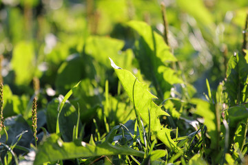 A patch of fresh dandelion leaves for culinary uses