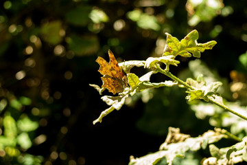 Sticker - Selective focus shot of green plant in a forest