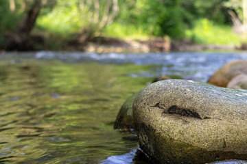 Wall Mural - Selective focus shot of stones in a river