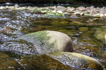 Wall Mural - Selective focus shot of stones in a river