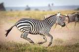 Female zebra running fast leaving dust across the Amboseli plains in Kenya