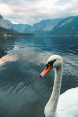 Canvas Print - Vertical shot of a white swan swimming in the lake in Hallstatt. Austria